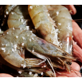 Crabs & Shrimps