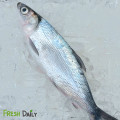 Bangus