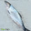 Bangus