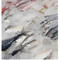 Whole Fish