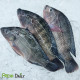 Tilapia