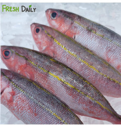 Dalagang Bukid Bilog