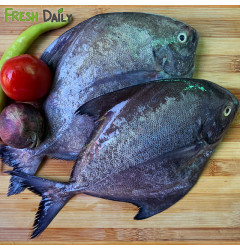 Black Pompano