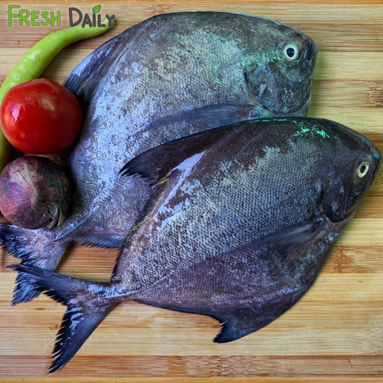 Black Pompano