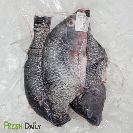 Tilapia