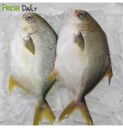 White Pompano