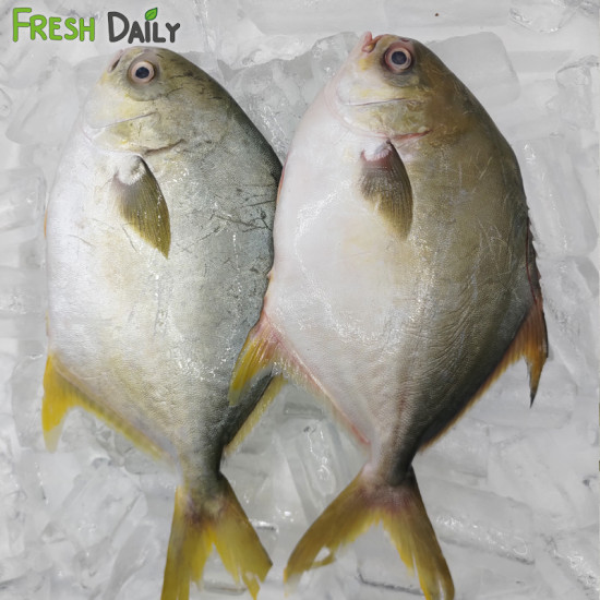 White Pompano
